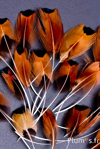 Pétales en plumes - 6-9 cm - naturel